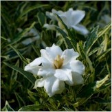 Variegated Dwarf Gardenia, Gardenia jasminoides radicans 'Variegata', G. radicans 'Variegata'